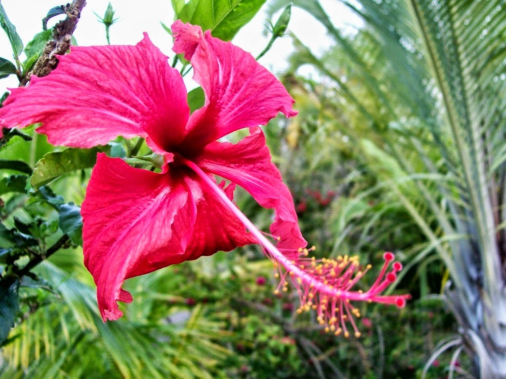 Photos of hibiscus flowers in Hawaii Part 2 Photos and names of