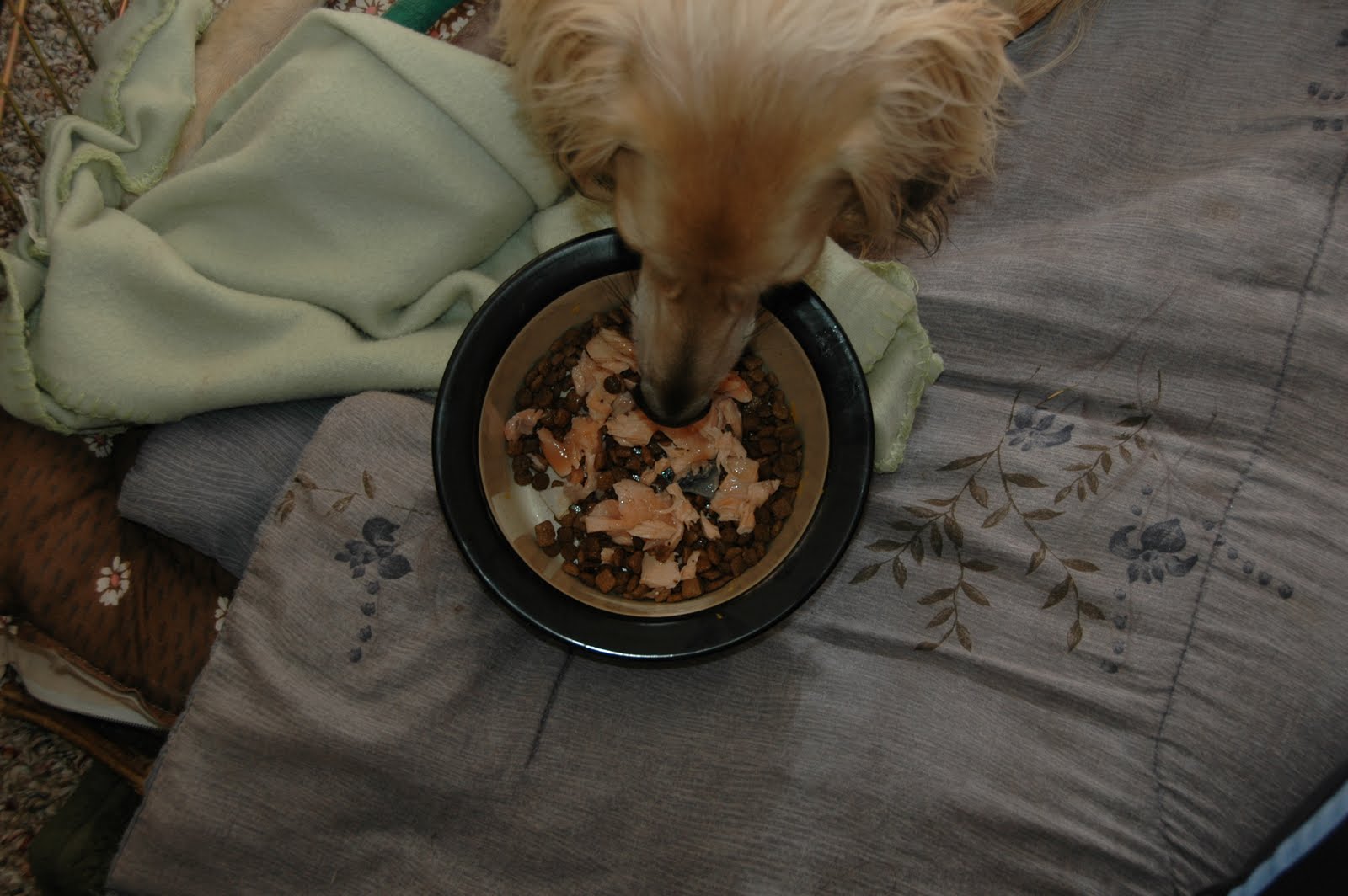 Can I Give My Dog Spoiled Meat Can I Give My Dog Spoiled Meat