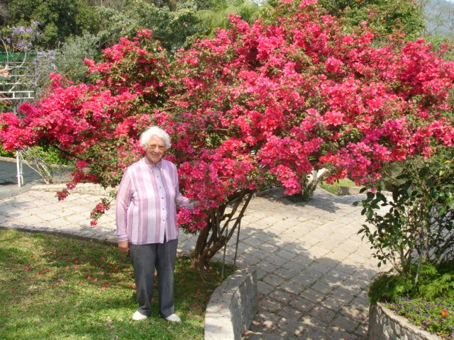 plantas e jardins ornamentais:Garimpo de Plantas: O Jardim de OMA (avó em alemão) o começo de plantas e jardins ornamentais:Garimpo de Plantas: O Jardim de OMA (avó em alemão) o começo de