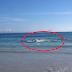 A Tourist Filmed Dark Spots Swimming and Was Horrified When They Reached the Shore