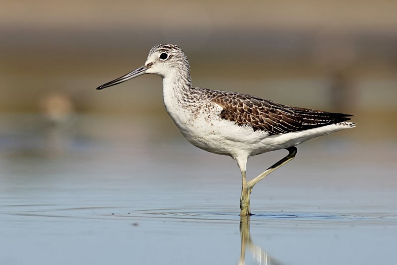 Greenshank Tringa nebularia photography in Bulgaria Iordan Hristov Greenshank Tringa nebularia photography in Bulgaria Iordan Hristov