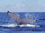 caudale de Baleine à bosse pour identification à l'OMMAG