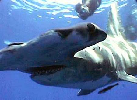 hammerhead shark eating. Posted by Evan Gossett at 7:27