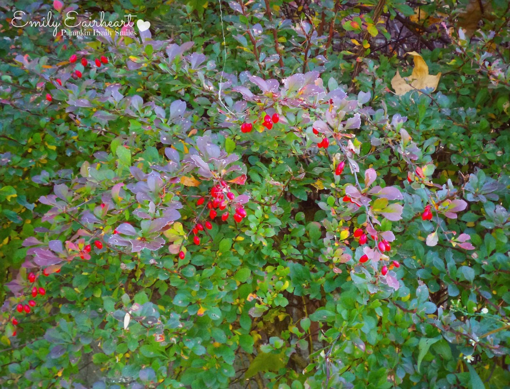Red berries