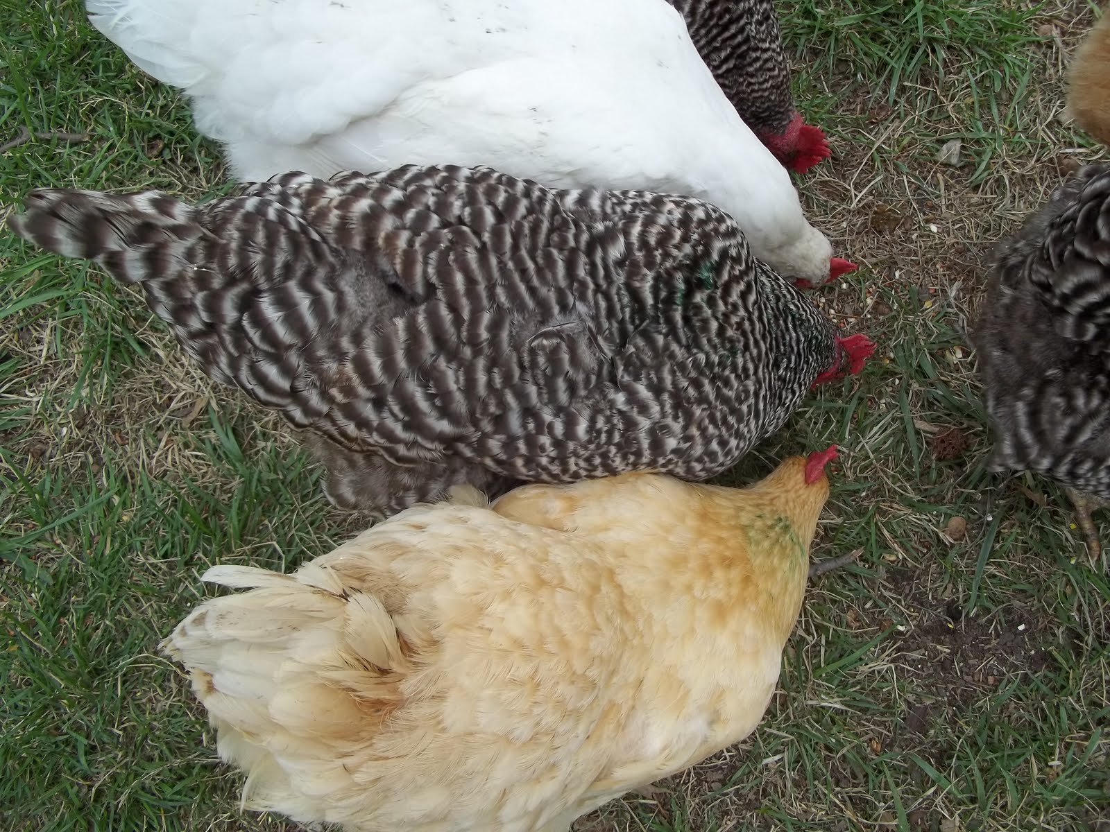 WildernesFamily Green chickens and other weirdness