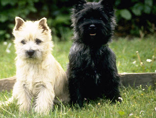 Briard Puppy Picture Briard Puppy Picture