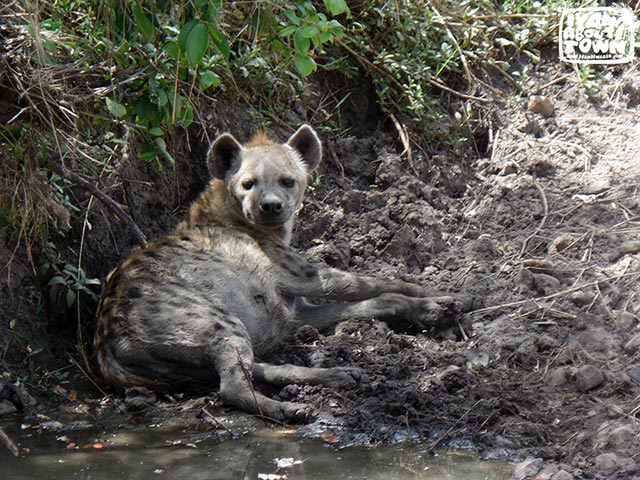 Safari game drive at Maasai Mara National Reserve in Kenya