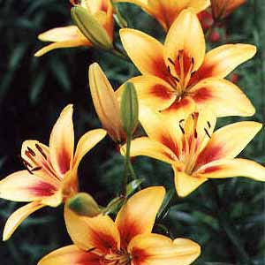 the flower lilies