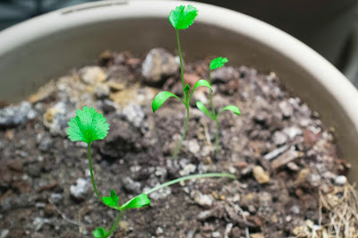Cilantro seedlings indoors in a pot.