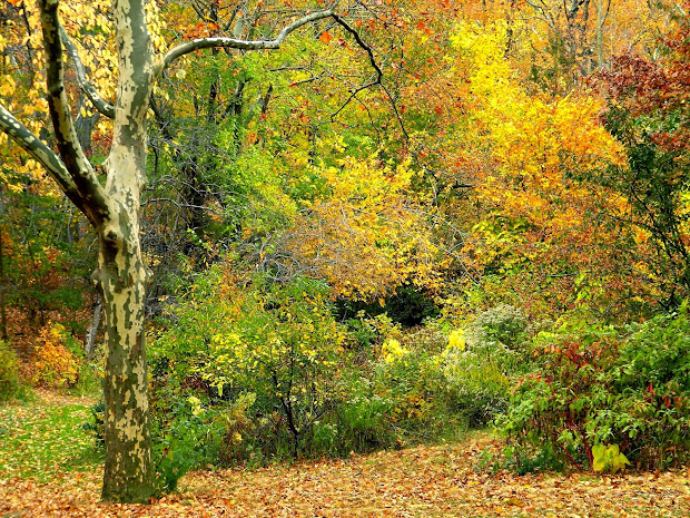 fall autumn colors clip art public