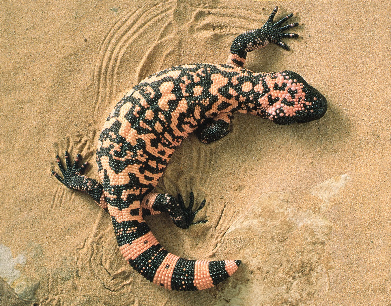 Gila Monster Wild Life World