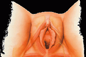 VULVAS CLITORIS vulvas clitoris: