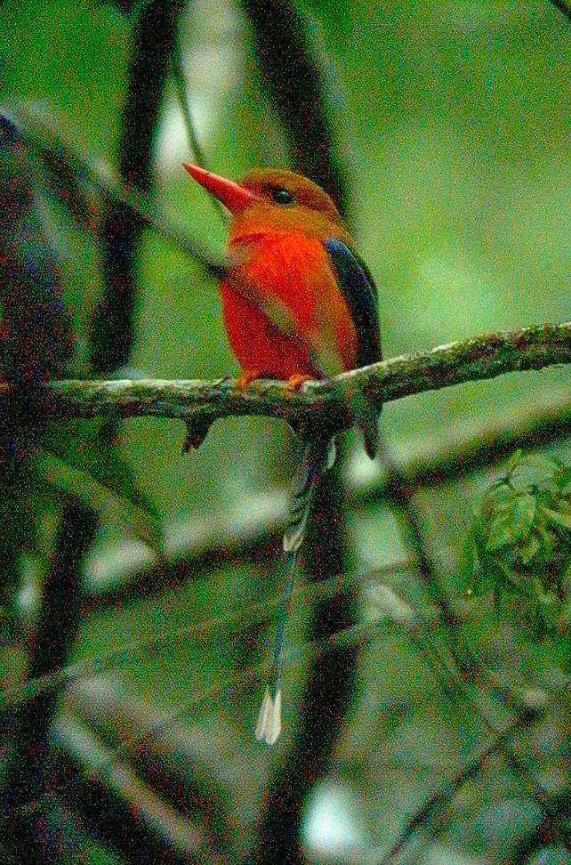 brown headed paradise kingfisher at varirata a superb bird somewhat
