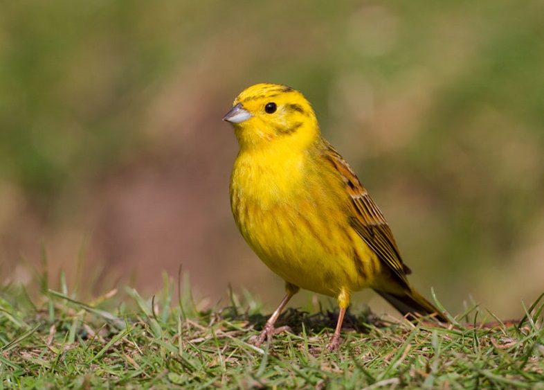 Yellowhammer Animals World