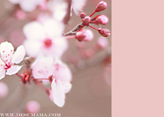 photograhy tutorials, spring bloom photography