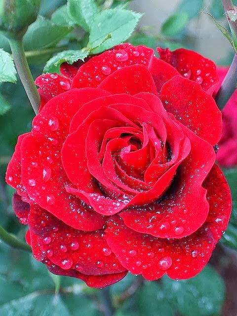 Red Rose | Fantastic Materials