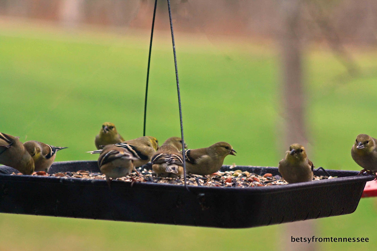 JOYFUL REFLECTIONS More Backyard Birds in our Yard