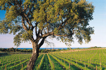 Vinos de Languedoc-Roussillon 1