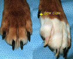 Dogs Pain Pink Paws Turning Black Dogs Pain Pink Paws Turning Black