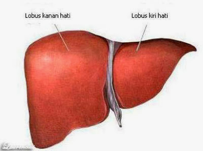 Liver-atau-hati Liver-atau-hati