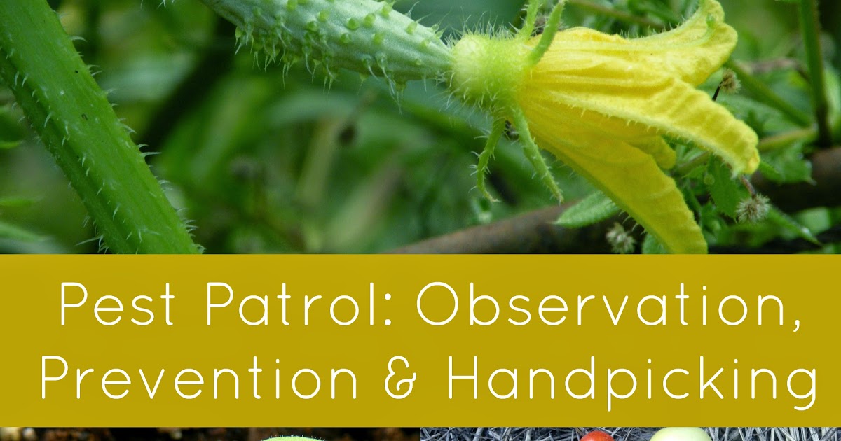 Linn Acres Farm Garden Pest Patrol Observation, Prevention, & Handpicking