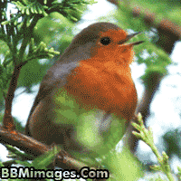 Foto Animasi Dp Bbm Burung Foto Animasi Dp Bbm Burung