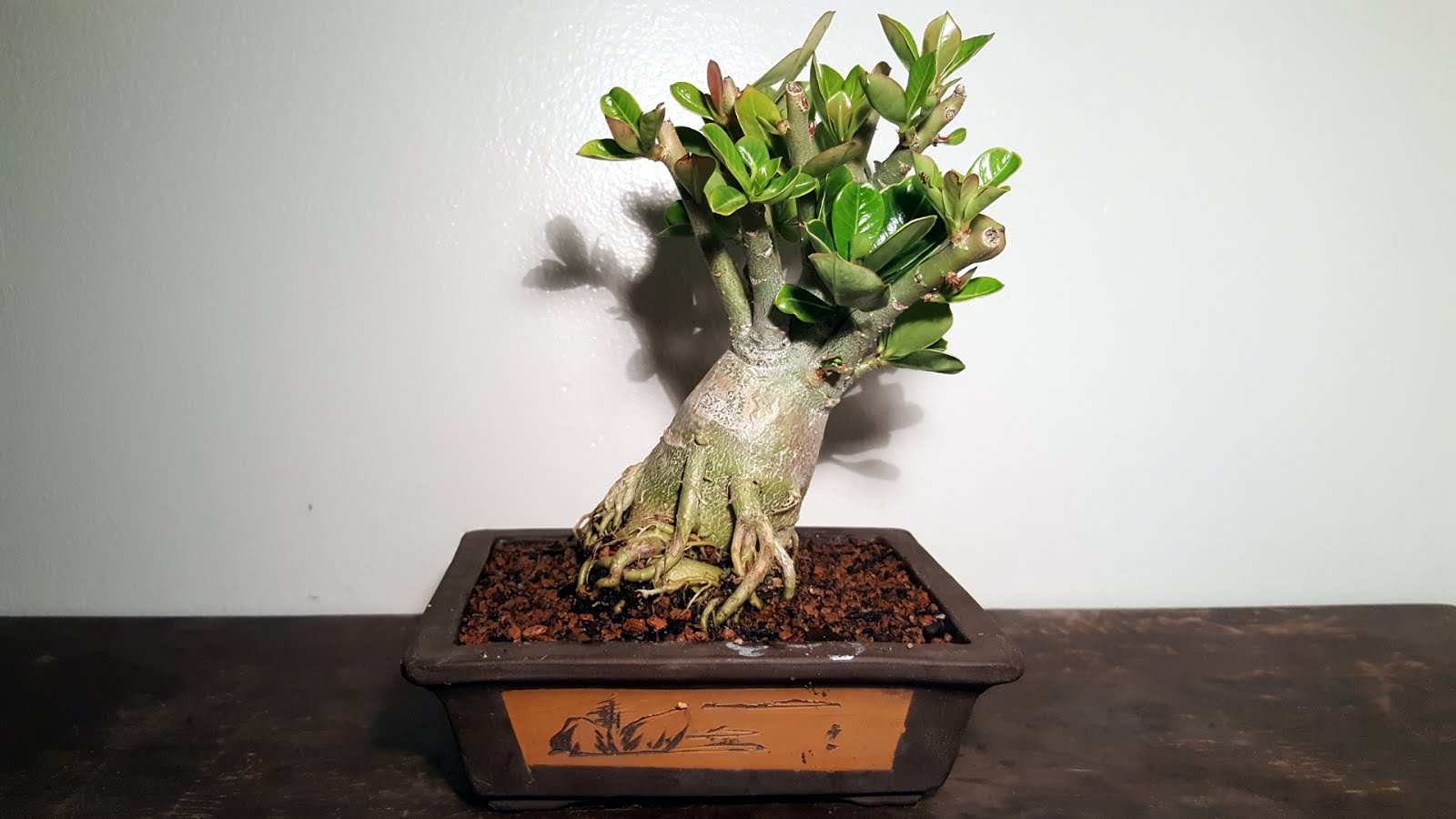 Bonsai Misadventures Desert Rose Succulent Bonsai Adenium Obesum Bonsai Misadventures Desert Rose Succulent Bonsai Adenium Obesum