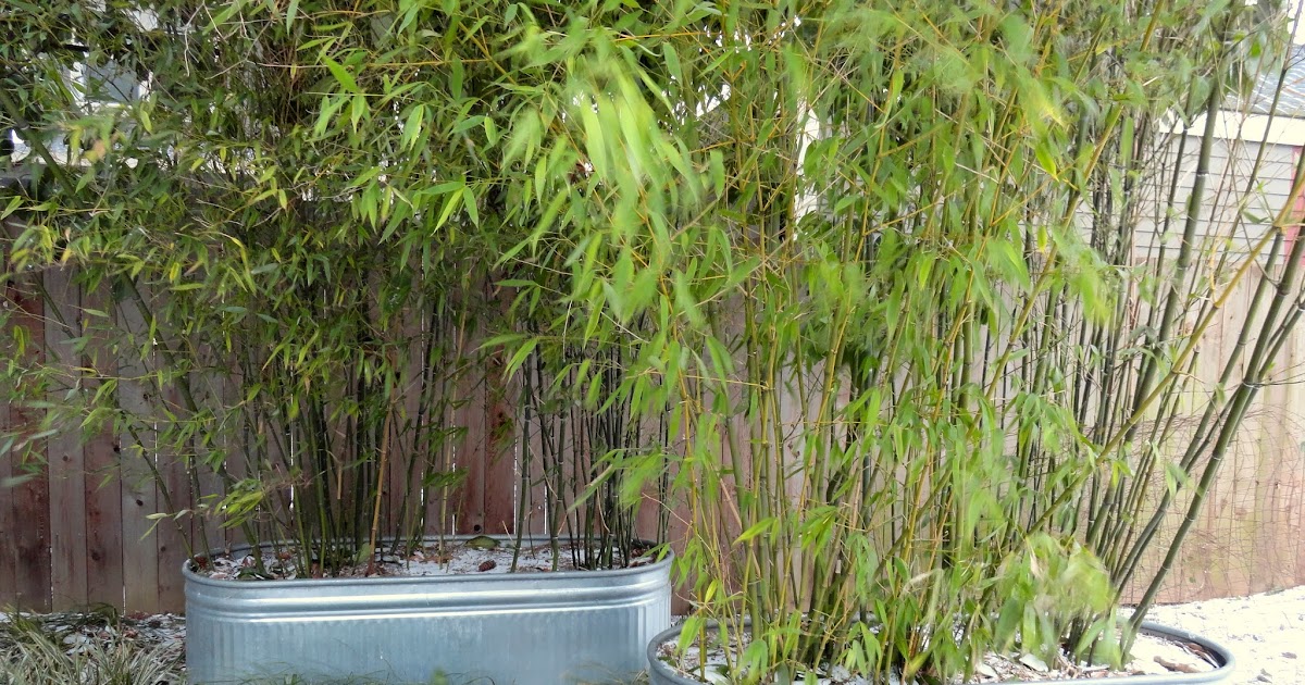 YouGarden Phyllostachys Bissettii 5 Litre Green Bamboo YouGarden Phyllostachys Bissettii 5 Litre Green Bamboo