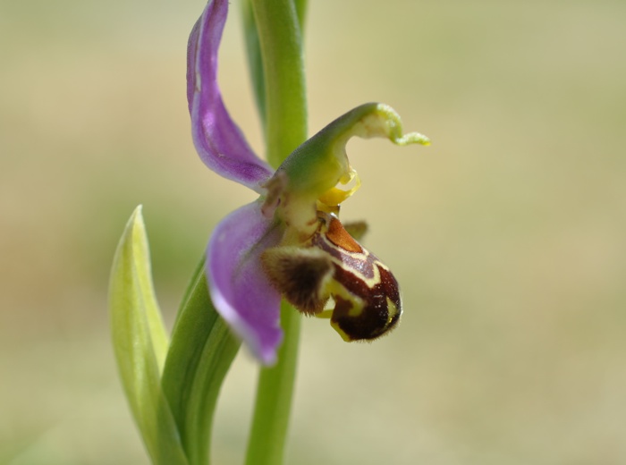 Ophrys Abeille