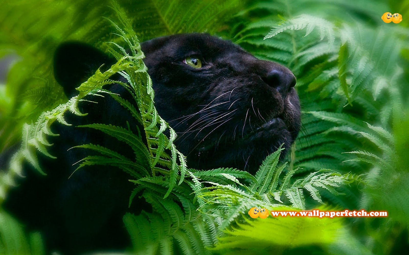 http://4.bp.blogspot.com/-npPYuaexAx4/TvH9RiiKAQI/AAAAAAAABkE/AkHzjsuYXpw/s1600/SuperPack_Beautiful_Animals_HD_Wallpapers_Part_4.37.jpg