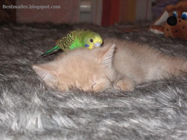 Photos of Kitten and the Bird.8