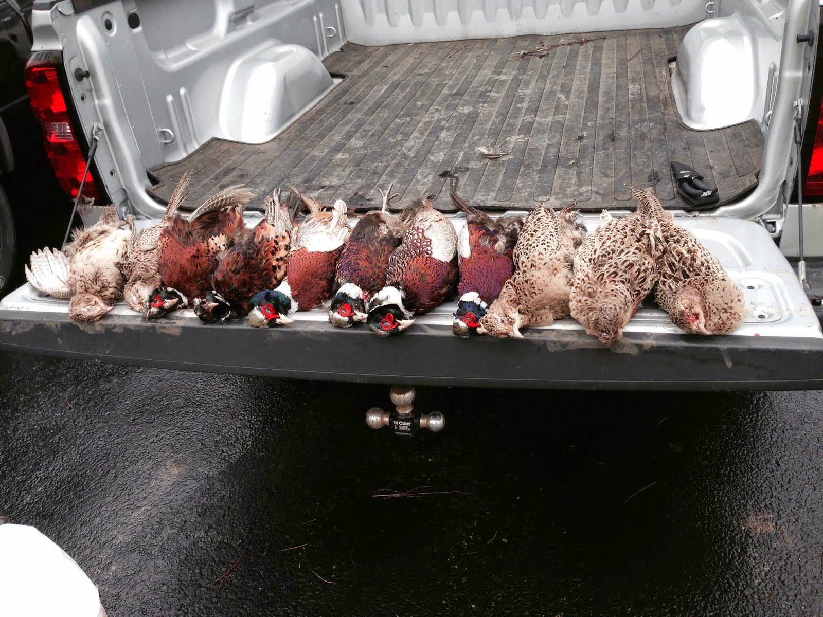 Coon Creek Pheasants