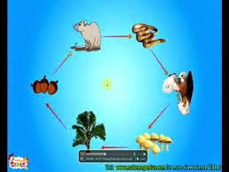 علم البيئه نماذج انتقال الطاقة