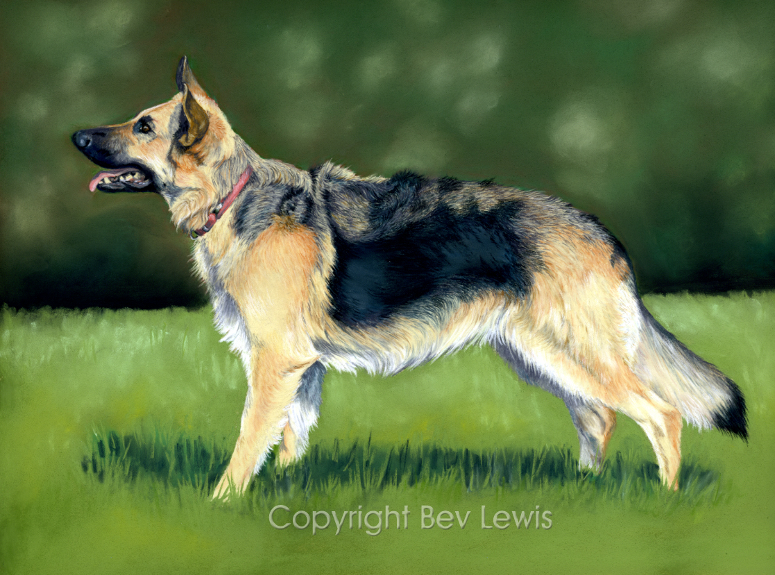 Animal Artistry by Bev Lewis GSD Pastels on Fisher 400
