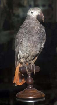 stuffed african grey parrot