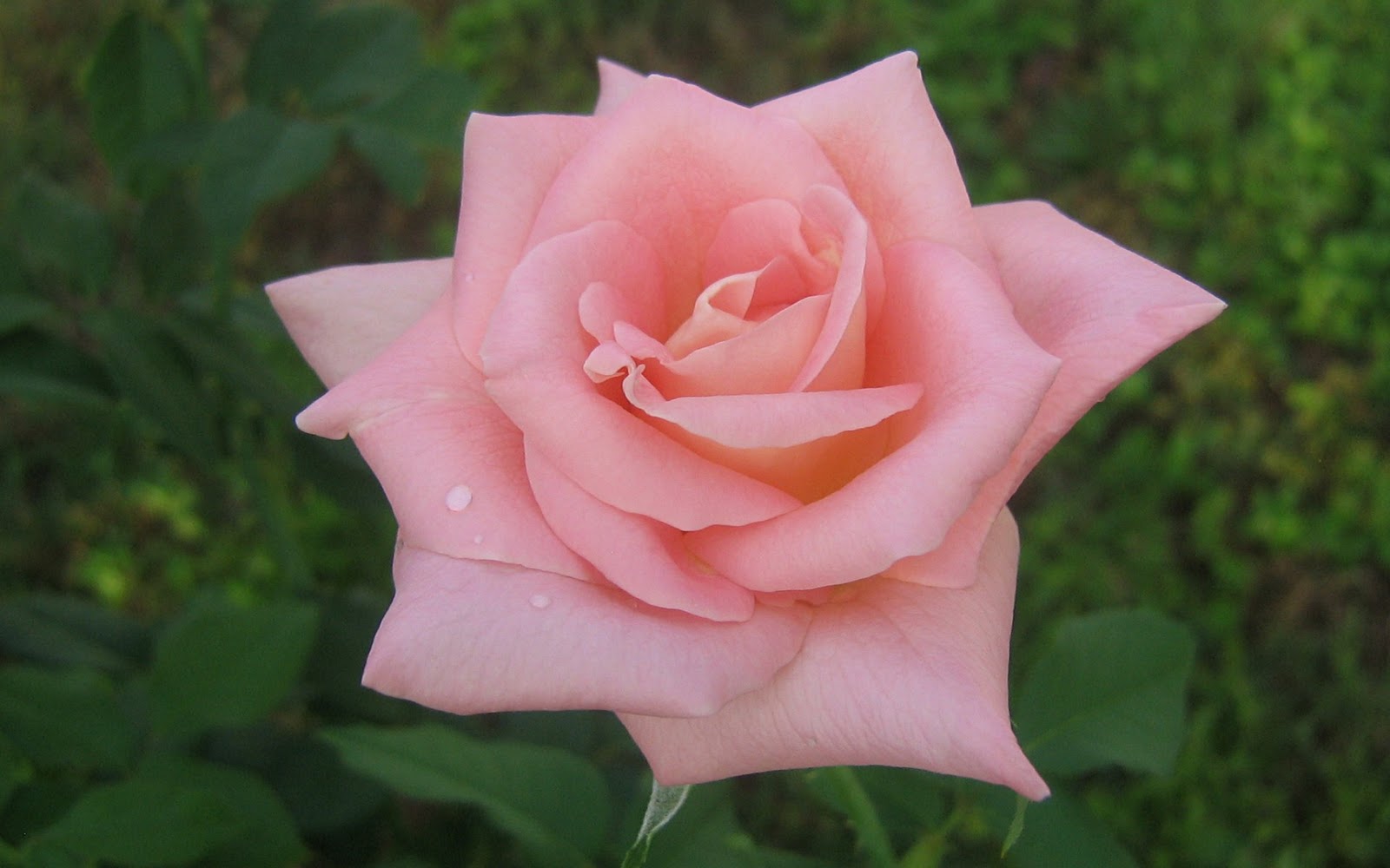 http://4.bp.blogspot.com/-npt70seOe2s/TvhgeQLJsdI/AAAAAAAAA7w/8Dp9-PpPLLA/s1600/windows-7-rose-wallpaper.jpg