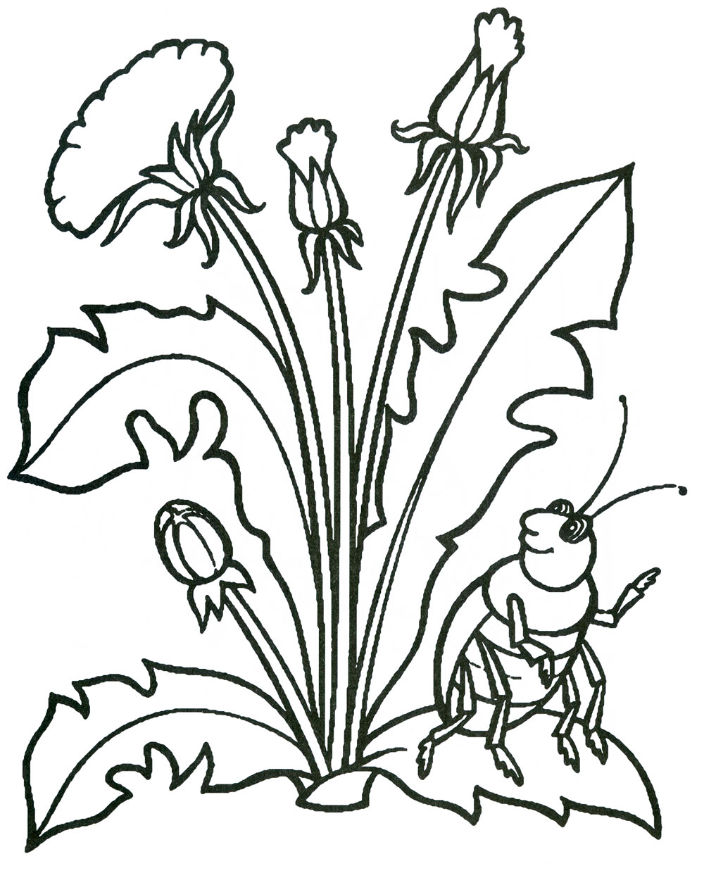 Раскраски деткам: Раскраска весенние цветы - одуванчики