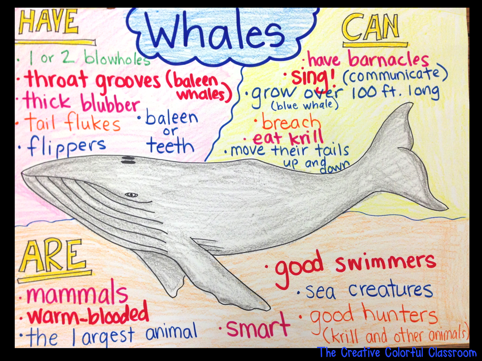 Aquatic Animals Chart