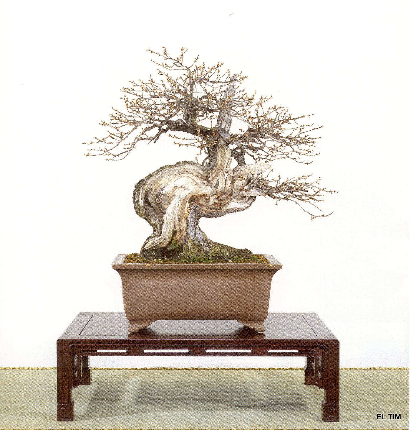 El Tim Bonsai KOKUFU NO COMENT El Tim Bonsai KOKUFU NO COMENT