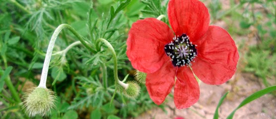 Las mejores imágenes de flores en el mundo (33 fotos - Fotos De Flores Naturales Y Sus Nombres