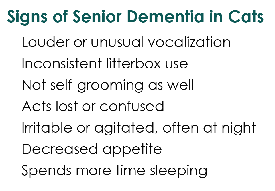 can dogs get dementia a tonk s err tale can your pet get alzheimer s can dogs get dementia a tonk s err tale can your pet get alzheimer s