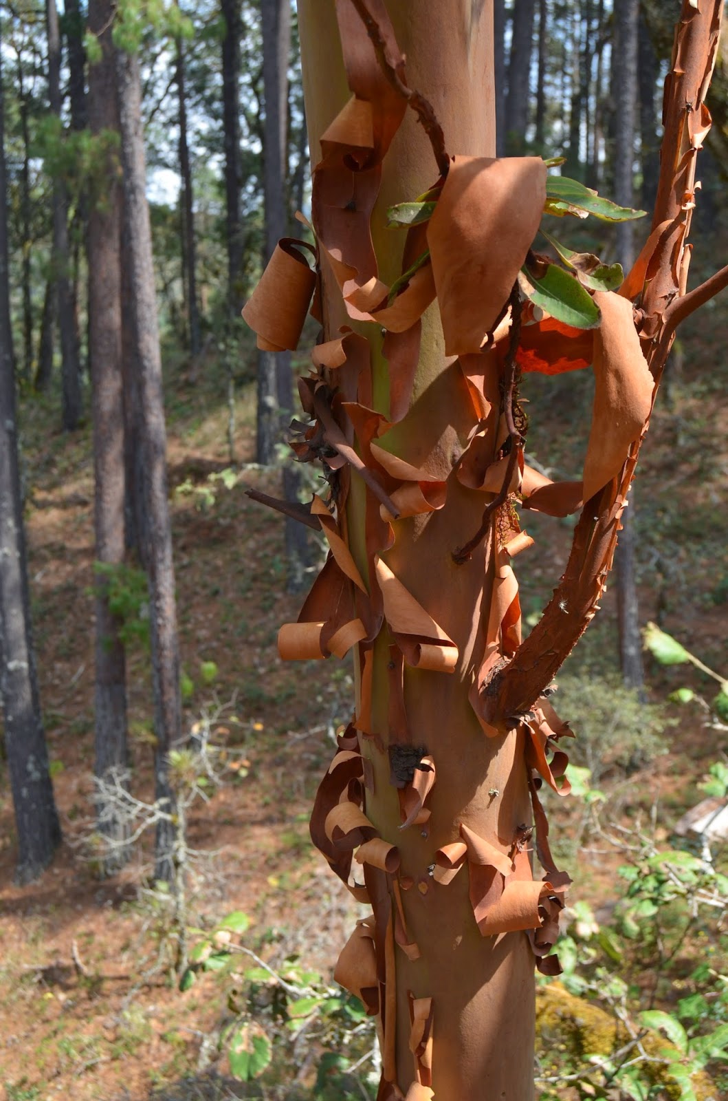 Noel's Garden Blog A walk in the (Mexican) woods.