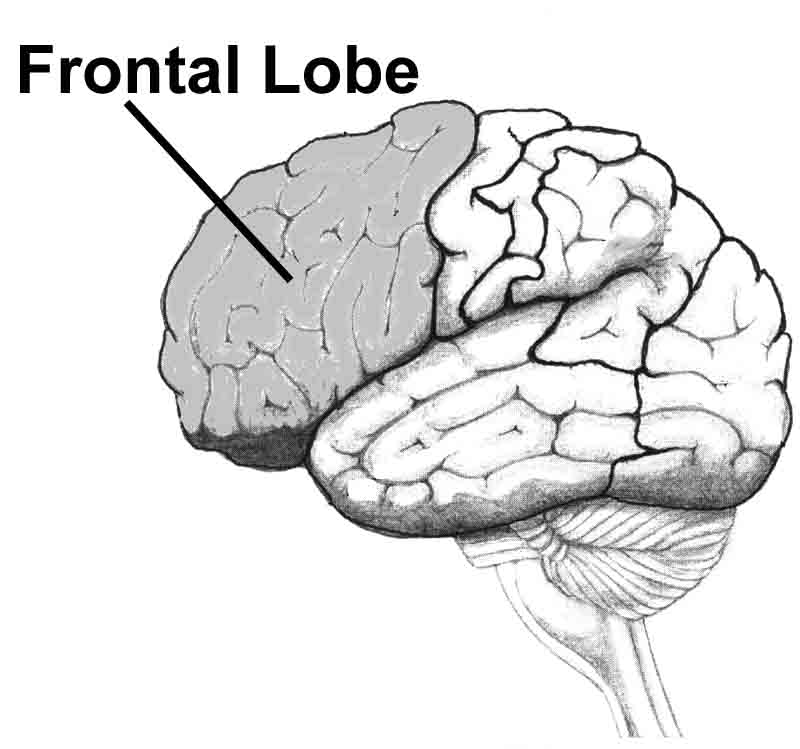 The frontal lobes are in control of all other parts of the brain.