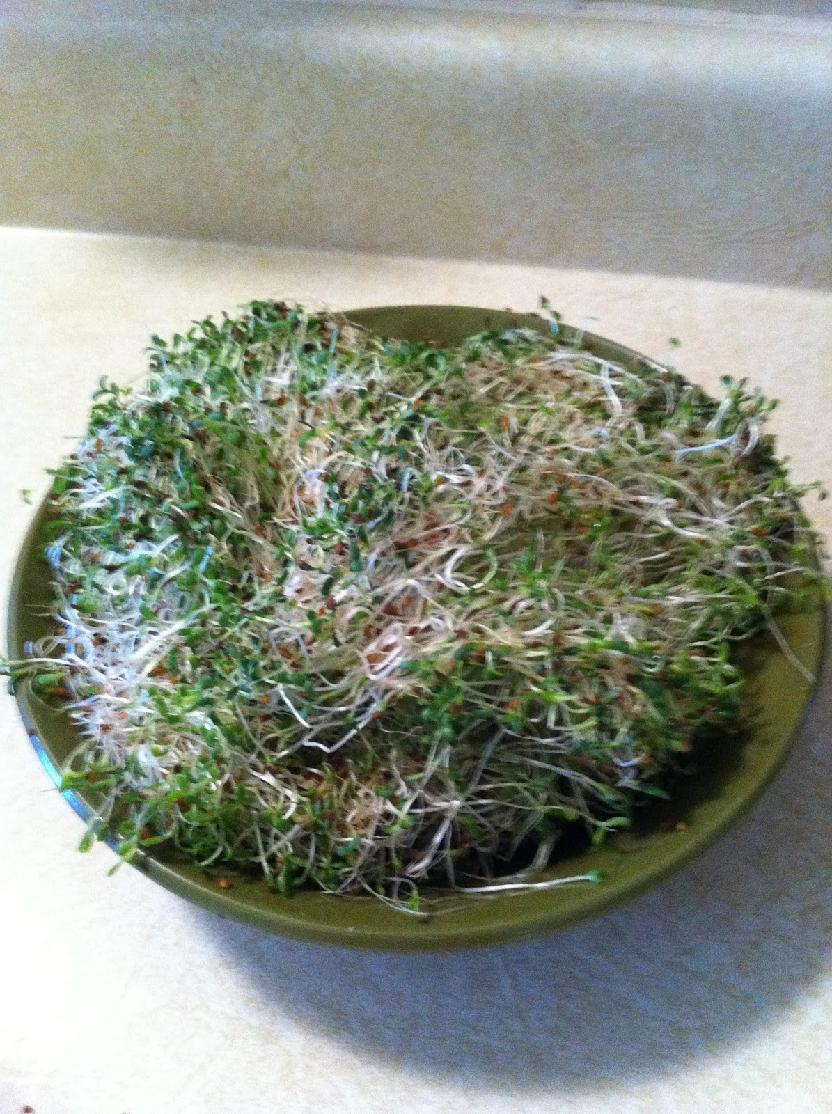 Just Me... Growing Alfalfa Sprouts