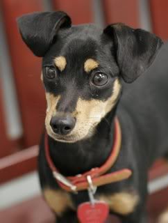 min pin jack russell mix