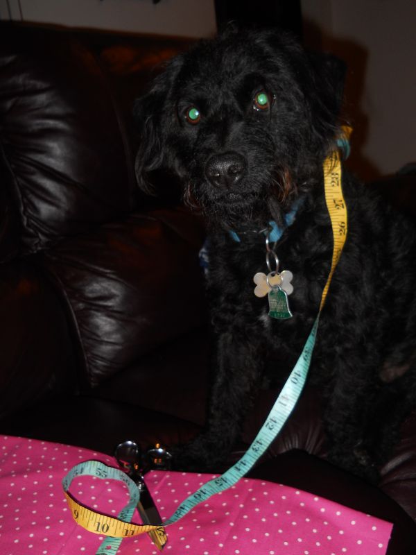 And The Dog Wont Be Getting On The Sofa Mug And The Dog Wont Be Getting On The Sofa Mug