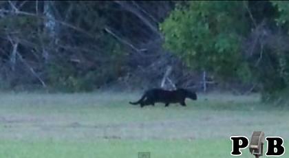 panther kitty breakdown