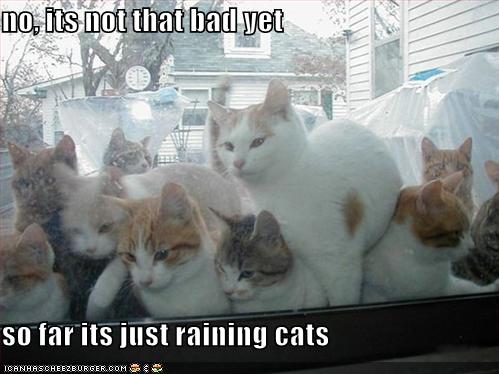 Funny Rain Pictures