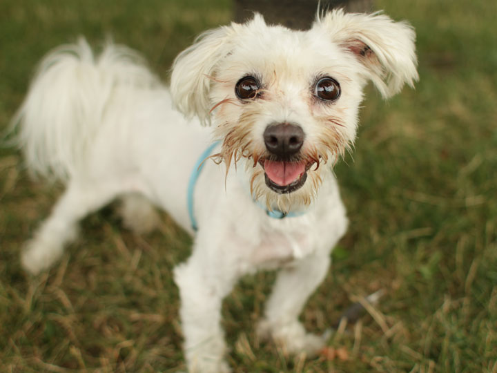 golden retriever maltese mix maltese and golden retriever mix www imgkid the image kid has it golden retriever maltese mix maltese and golden retriever mix www imgkid the image kid has it