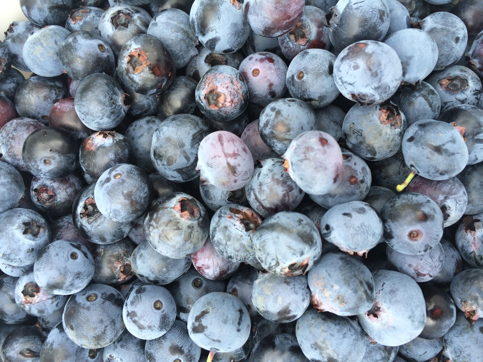 Love and Confections How to Freeze Blueberries